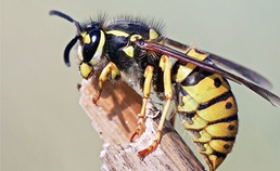 Wespen- en bijensteken zijn niet altijd zo onschuldig als wordt gedacht