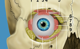 Ooglidcorrecties in de cosmetische aangezichtschirurgie