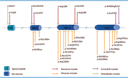 WNT10A-mutaties als verklaring voor tandagenesie