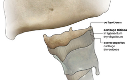 cartilago triticea