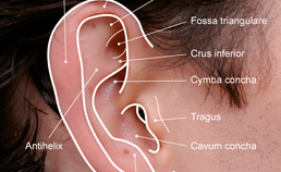 Oppervlakteanatomie van het oor 