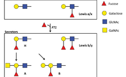 structuur bloedgroep en Lewis-antigenen