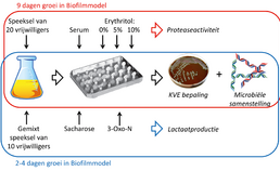 onderzoek naar effect van erythritol en 3-Oxo-N op in-vitrobiofilms