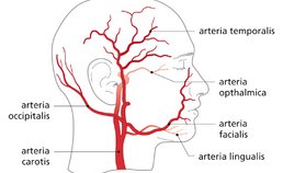 arteria carotis communis met aftakkingen in het hoofd-halsgebied