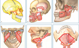  Anatomische weergave van maxillofaciale structuren en spieren