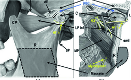 Anatomie regio temporomandibulair