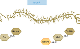 Laag-moleculair mucine MUC7
