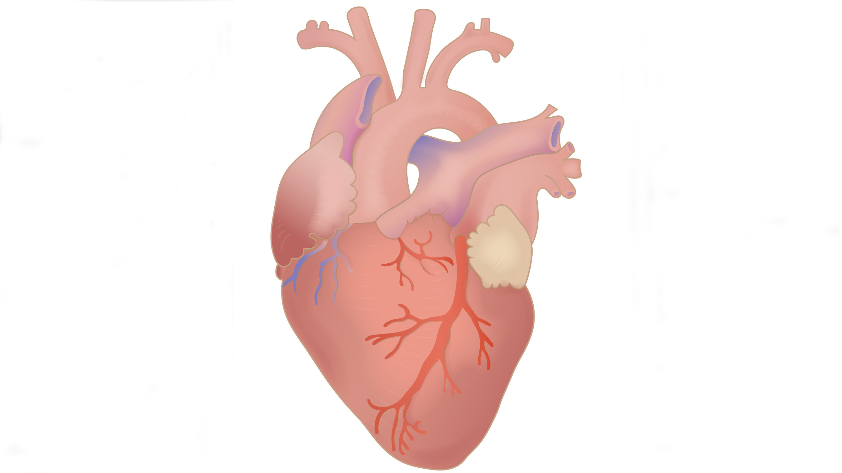 Beïnvloedt een harttransplantatie de mondgezondheid?
