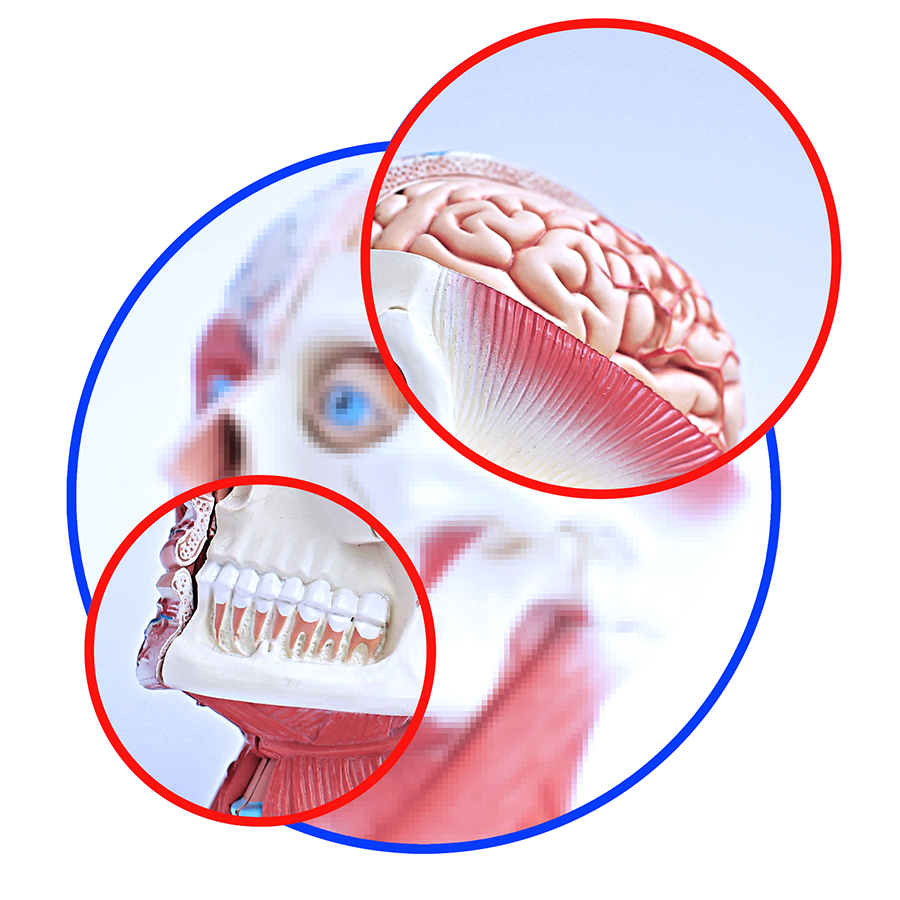 Denk aan je tanden - de relatie tussen kauwen en cognitie
