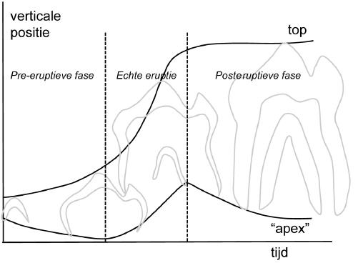 Mechanismen van tanderuptie