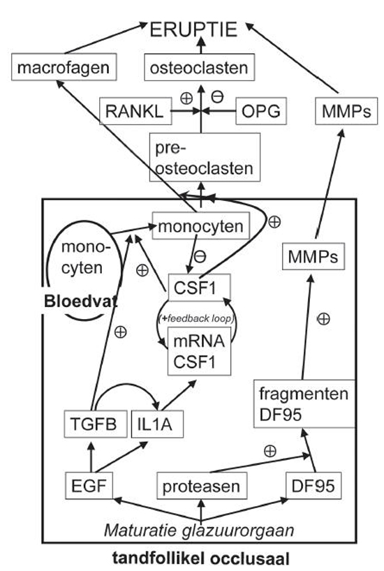 Mechanismen van tanderuptie