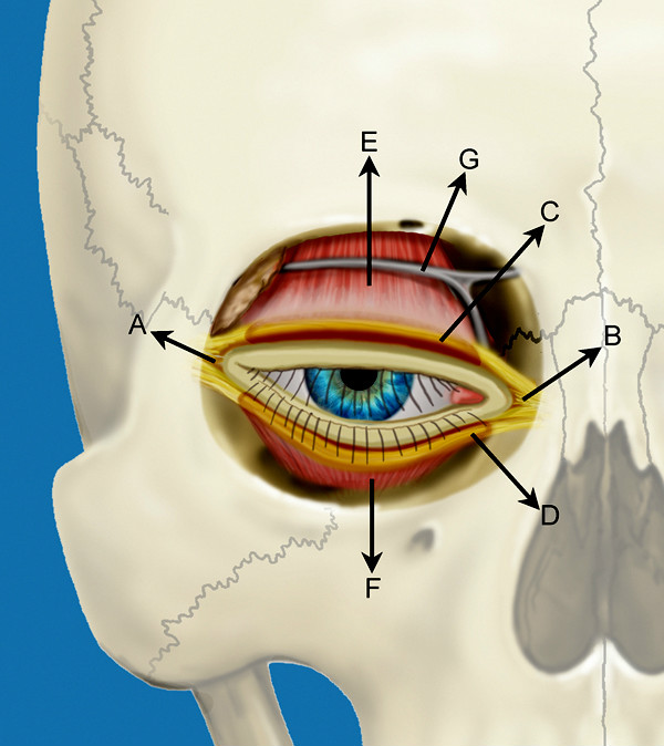 Ooglidcorrecties in de cosmetische aangezichtschirurgie