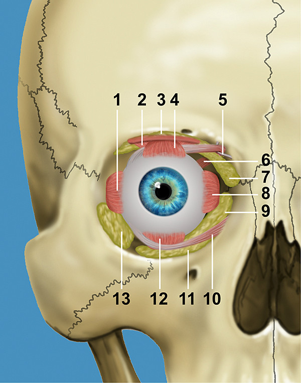 Ooglidcorrecties in de cosmetische aangezichtschirurgie