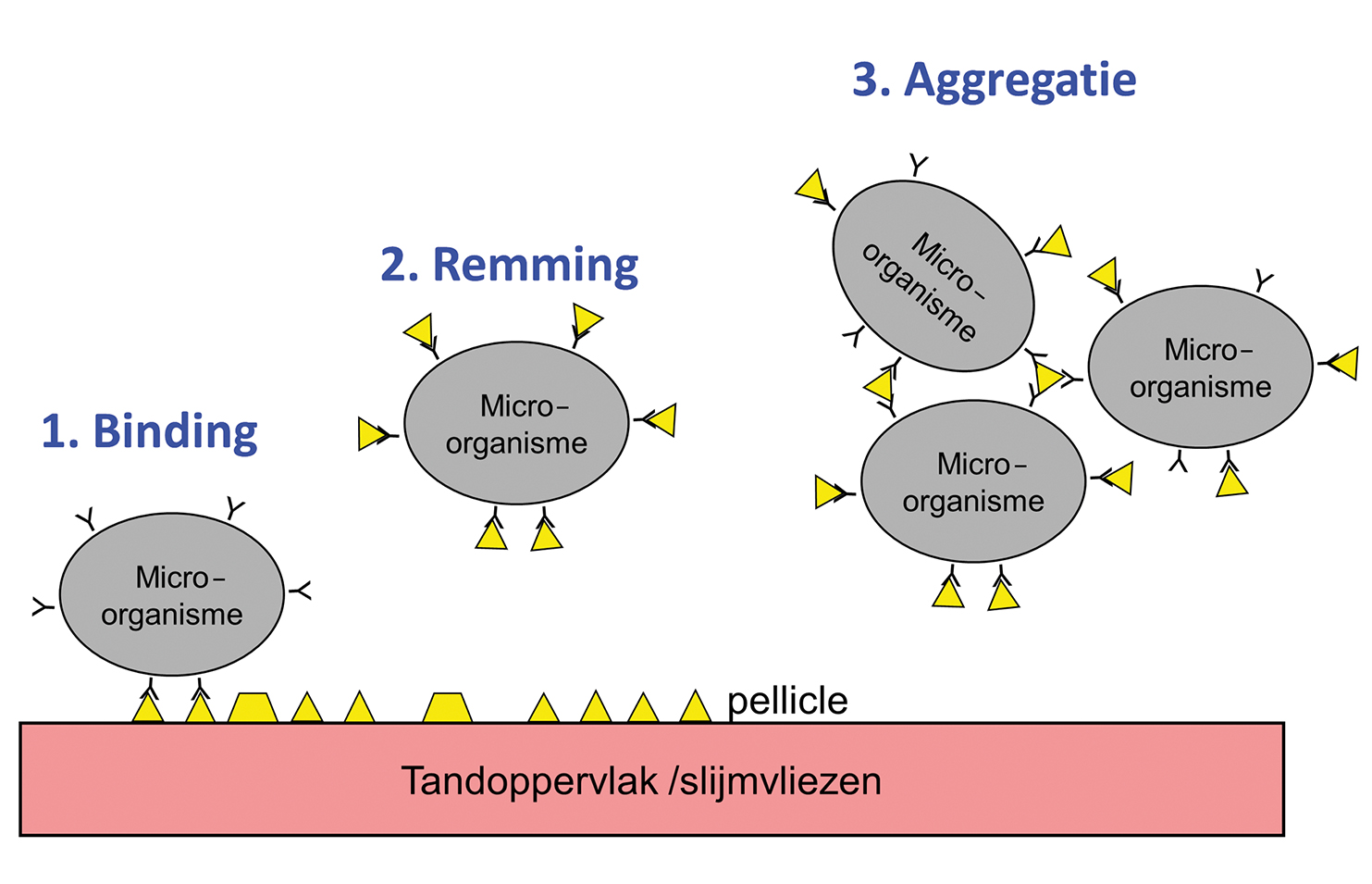 Effect speeksel op kolonisatie van micro-organismen