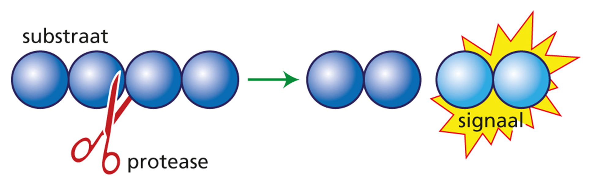protease-substraatinteractie